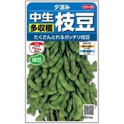 中生枝豆 夕涼み 約50粒