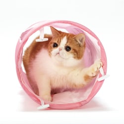 ヨドバシ.com - 猫壱 キャットトンネル ピンク [猫用おもちゃ ヨドバシ.com - 猫壱 キャットトンネル ピンク [猫用おもちゃ