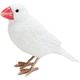 1686 [BIRDIE BILL WHITE JAVA SPARROW]