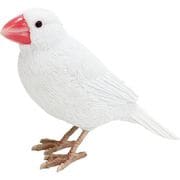 1686 [BIRDIE BILL WHITE JAVA SPARROW]