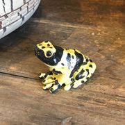 2365 [REPTILES MAG YELLOW-BANDED POISON DART FROG]