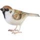 2374 [BIRDIE BILL SPARROW]
