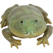 3403 [REPTILES MAG BUDGETT'S FROG]