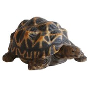 57792 [REPTILES MAG STAR TORTOISE SHAKE]
