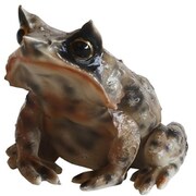 57796 [REPTILES MAG MEGOPHRYS NASUTA]