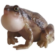 57798 [REPTILES MAG OMATE NARROWMONTHED FROG]