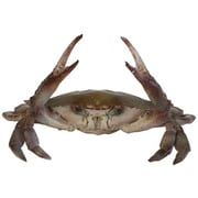 SHELLFISH MAG PORTUNID 57829