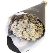 BELLES FLEURS MIGNON DUE ANAPHALIS 3216