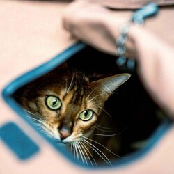 ヨドバシ.com - アッソブ AS2OV ペットテント PET TENT SMALL