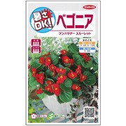 暑さOK ベゴニア アンバサダー スカーレット 1袋