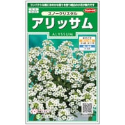 アリッサム スノークリスタル 1袋