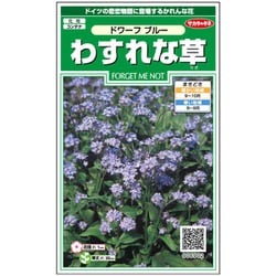 わすれな草 ドワーフ ブルー 1袋