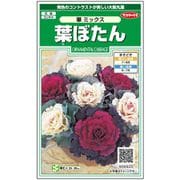 葉ぼたん 華ミックス 1袋