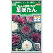 葉ぼたん バラエティーミックス 1袋