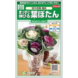 まっすぐ伸びる葉ぼたん 切り花用混合 1袋