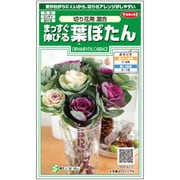 まっすぐ伸びる葉ぼたん 切り花用混合 1袋