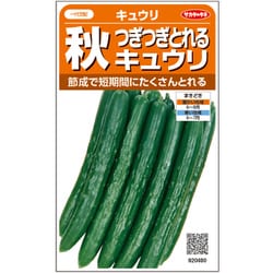 キュウリ つぎつぎとれる秋キュウリ 1袋