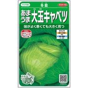 キャベツ あまうま大玉キャベツ 冬藍 1袋