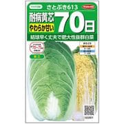 ハクサイ 耐病黄芯 やわらか甘い 70日 さとぶき613 1袋