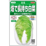 ハクサイ 畑で長持ち 白菜 富風 1袋