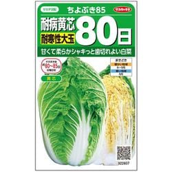 ハクサイ 耐病黄芯 耐寒性 大玉 80日 ちよぶき85 1袋