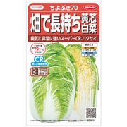 ハクサイ 畑で長持ち 黄芯 白菜 ちよぶき70 1袋