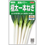 ネギ 極太一本ねぎ 夏扇パワー 1袋