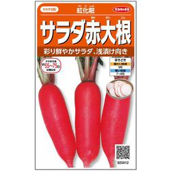 ダイコン サラダ赤大根 紅化粧 1袋