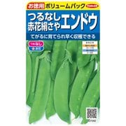 エンドウ 徳用袋 つるなし赤花さやエンドウ 1袋