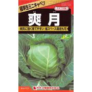 KS300シリーズ（野菜） No.339 極早生ミニキャベツ 爽月