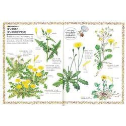 ヨドバシ.com - 【バーゲンブック】花の色でさがそう 春の野の花 [図鑑