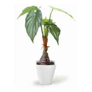人工観葉植物 アロカシア 30cm フェイクグリーン 造花 光触媒