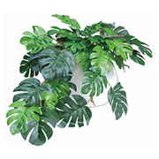 人工観葉植物 モンステラ 19cm フェイクグリーン 造花 光触媒