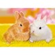 03-083 ほっぺがぴったんこ [ジグソーパズル 108ピース（完成サイズ：25.7×18.2cm）]