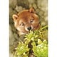 28-818s 雪融けと子犬 [ジグソーパズル 300ピース（完成サイズ：26×38cm）]