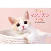 CL-382 [2023年カレンダー 子猫のマンチカン]