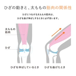 SIXPAD Knee Fit Mサイズ シックスパッド ニーフィット 本体 楽天市場】シックスパッド ニーフィット Mサイズ SIXPAD Knee
