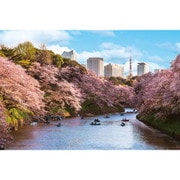 10-1436 日本風景 千鳥ヶ淵の花見桜（東京） [ジグソーパズル 1000ピース]