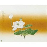 大黒 折掛紙 No.59 60900