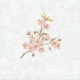 大黒 シースル掛紙 No.16 （桜） 97816