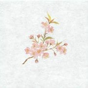 大黒 シースル掛紙 No.16 (桜) 97816