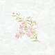 大黒 シースル掛紙 No.25 （野菊） 97825