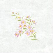97825 [大黒 シースル掛紙 No.25 （野菊）]
