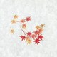 大黒 シースル掛紙 No.29 （紅葉） 97829