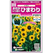 お花がいっぱい ひまわり イオス 1袋