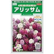 アリッサム ワンダーランド ミックス 1袋