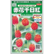 赤花千日紅 ストロベリーフィールド 1袋