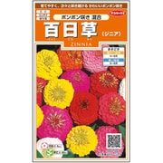 百日草 ポンポン咲き混合 1袋
