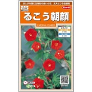 るこう朝顔 約22粒 1袋