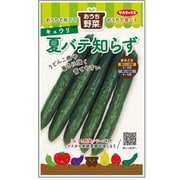 おうち野菜 キュウリ 夏バテ知らず 1袋